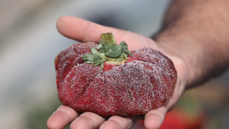 Гигантската ягода на Ариел, 17 февруари 2022 г.