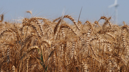 Зърнопроизводителите все още не знаят какви са намеренията на държавата