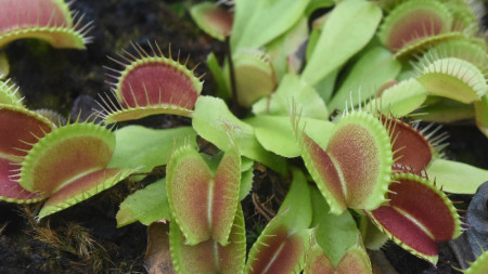 Венерина мухоловка (Dionaea muscipula)