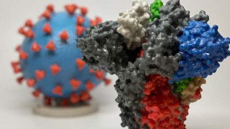 Модел на коронавируса, причиняващ Covid-19, и на протеина (на преден план), образуващ „шиповете“ на повърхността му, който осъществява  инвазията -позволява на вируса да навлезе и зарази човешките клетки. На  модела се вижда, че повърхността на вируса (синя) е покрита с „шипови“ протеини (червени).