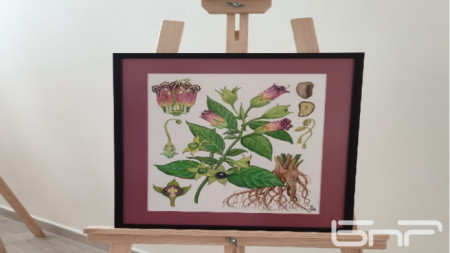 Изложба от ботанически рисунки