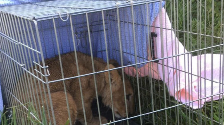 По-рано този месец в полето на село в холандската провинция Утрехт бе открито 4-месечно лъвче в клетка.
