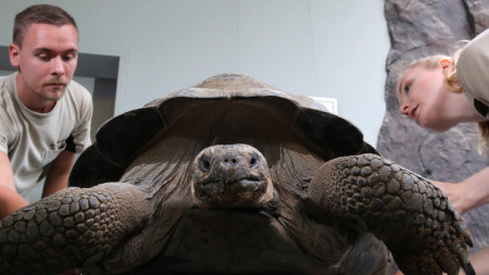 Галапагоските костенурки са емблемата на острови