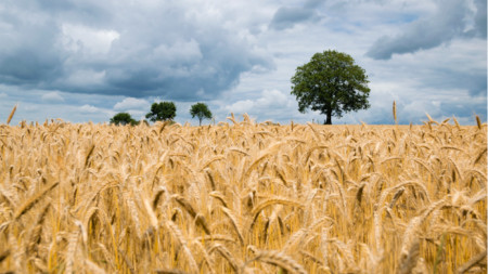 Зърнопроизводителите откриват жътвената кампания Тази година традиционната церемония ще бъде