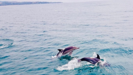 Dolphin neas Byala resort on Bulgaria's Black Sea coast