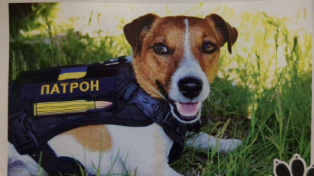 Кучето Патрон - пощенска картичка