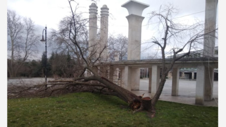 Бурен вятър на пориви събори цяло дърво край входа 