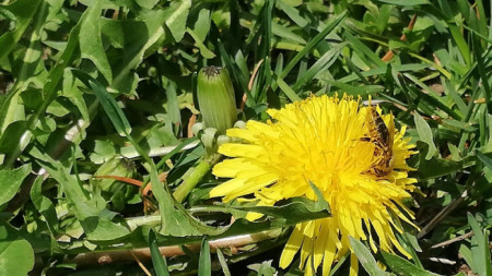 19 май е Световен ден на пчелите