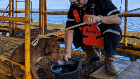 Работниците на платформата край бреговете на Тайланд кръстили кучето Бонрод, което на местния език значело „оцелял“ или „спасен“.