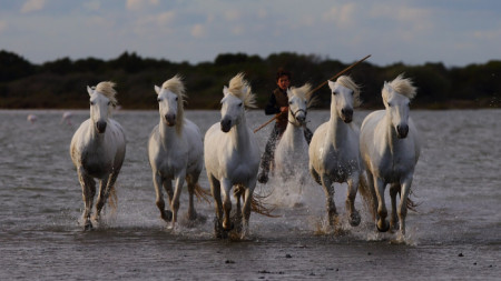 Един от символите на района са конете от древната порода Камарг