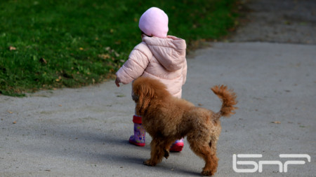 Общо над 260 стопани на кучета са проверени в София