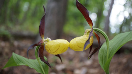 Орхидея Cypripedium calceolus или Венерина пантофка