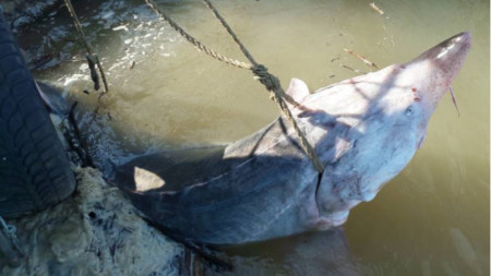 Рибата ще бъде върната обратно в река Дунав, след като бъде маркирана