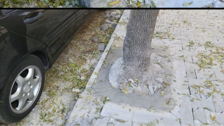 Засипани с теракол дървета при ремонт на централната столична улица „Петър Парчевич”