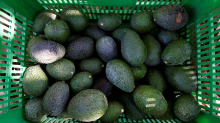 Правителството на САЩ спря вноса на авокадо от Мексико след