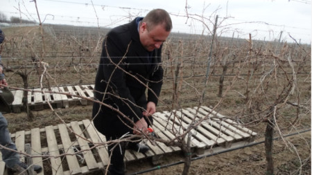 Министърът на земеделието Иван Иванов заряза лозята във видинското село