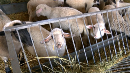Granja de ovejas, Foto: BGNES