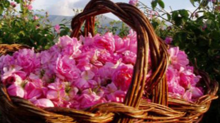 Традиционният Празник на розата в Карлово се провежда днес За