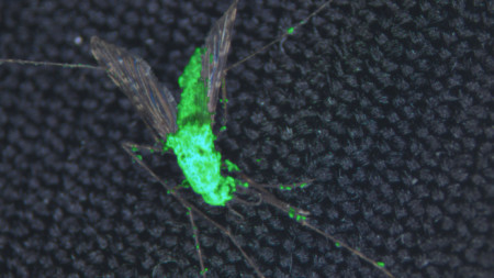 Мъртъв женски комар, покрит с модифицираната гъбичка Metarhizium pingshaense. Тя е направена да произвежда и зелен флуоресциращ протеин с цел идентификация. Снимка: Брайън Ловит
