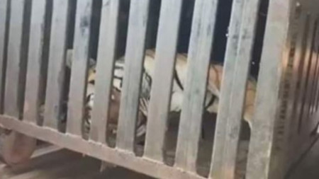 Убитата тигрица, за която се смята, че е погубила 13 души в Индия.
