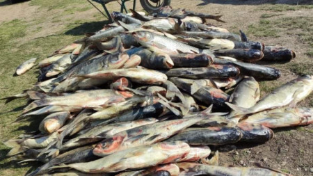 Масовото измиране на риба в язовира в аксаковското село Засмяно 


