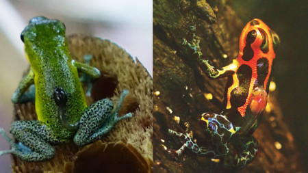При немоногамните видове женската, като отровната жаба Oophaga pumilio (вляво), осигурява почти всички грижи за потомството. Докато при моногамните – като жабата Ranitomeya imitator (вдясно), тази дейност е споделена.