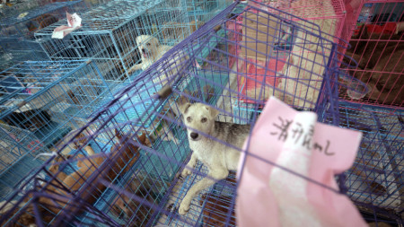 Кучета, спасени от камион, пътуващ към традиционния фестивал на кучешкото месо в Юлин, Южен Китай.