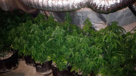 В частен дом в град Кресна е открита наркооранжерия с 41 саксии с канабисови растения.