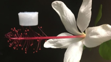 Суперлекият аерогел балансира върху тичинките на цвете.