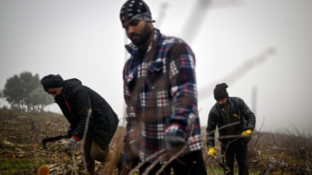 Индийски имигранти работят в ябълкова градина в Северна Португалия.