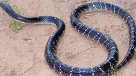 Индийският крайт (Common Krait) е от най-отровните змии в света