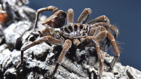 Гигантски невиждани досега паяци с размер от цели 8 сантиметра