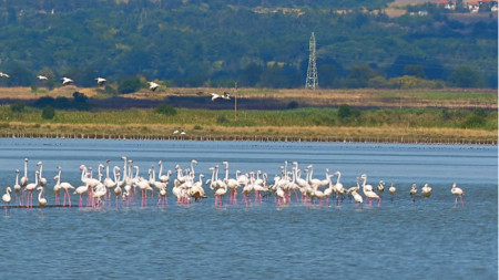 Розово фламинго в Атанасовското езеро в Бургас 