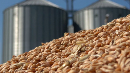 Реколтата на зърно в Украйна тази година ще бъде много