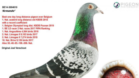 Постиженията на пощенския гълъб Армандо, за който бяха броени 1,25 млн. евро, изброени в аукционния сайт Pigeon Paradise.
