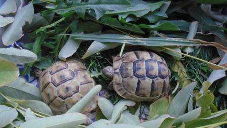 Иззетите костенурки са от защитения вид шипобедрена