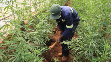 Шамва, Зимбабве: Работник окопава в разсадник на Voedsel Cannabis - компанията е една от малкото, на които законно е разрешено да отглеждат реколта от растението за износ.