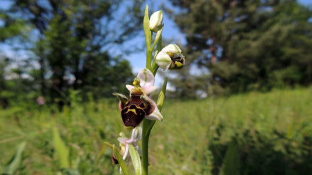 Орхидея бръмбарче или пчелица (снимка: Джули Костова, група 