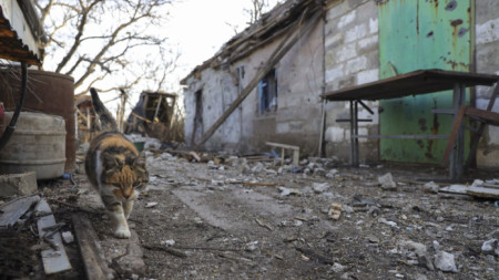 Котка се разхожда между повредени постройки в резултат на обстрел на с. Тамарчук край Маринка, недалеч от Донецк, 20 февруари 2022 г. Според Киев обстрелът е извършен от проруски бойци.