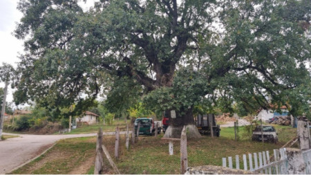 The 550 year old oak tree in the centre of the village