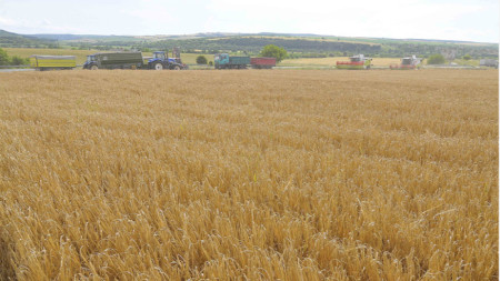 Значително по високи добиви отчитат зърнопроизводителите в Ямболска област в сравнение