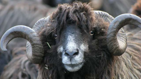 С 300 хиляди са намалели овцете отглеждани в България през