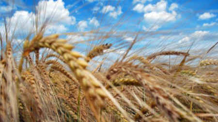 По добра зърнена реколта от миналогодишната прогнозират стопаните в Бургаска