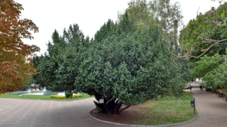 Три дървета в историческия център на столицата са обявени от екоминистерството