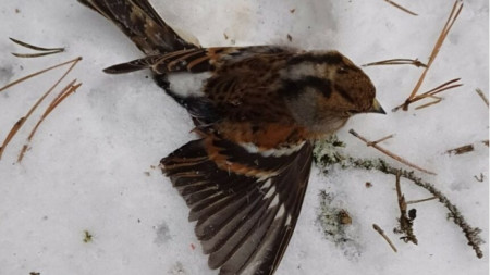 The Brambling (Fringilla montifringilla), also known as the Mountain Finch, is a small migratory songbird. It is widespread, but declining. It forms large flocks in winter, sometimes with thousands or even millions of birds in a single flock. 