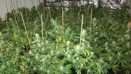 A house with a marijuana greenhouse was found in Evksinograd.