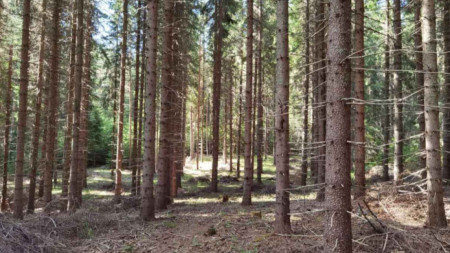 Представители на ловни дърводобивни лесовъдски синдикални и природозащитни организации поискаха
