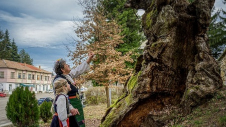 Дърво с корен 2019 - вековен дъб в с. Ново село