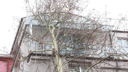 Дърво се стовари върху жилищен блок в Казанлък