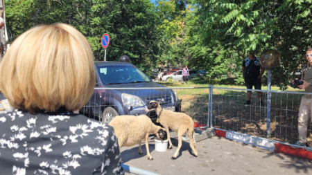 Активисти от партията на Мая Манолова спретнаха кошара с овце до оживено кръстовище в София